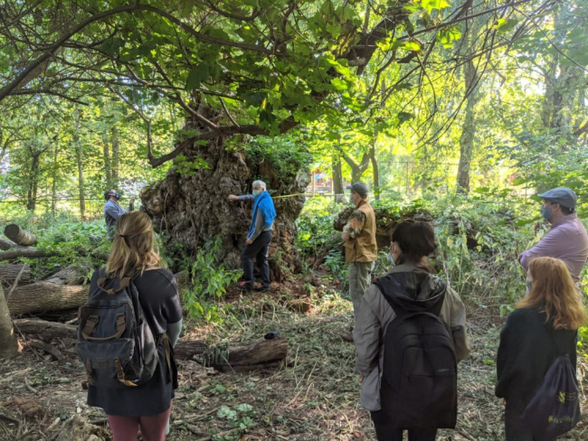 John McIntyre and Professor Rosengren demonstrate how to measure a tree's DBH (diameter at breast height) on a former state champion Willow tree to students of Professor Fry's Natural History course. Picture Credit: Maxwell Sheldon