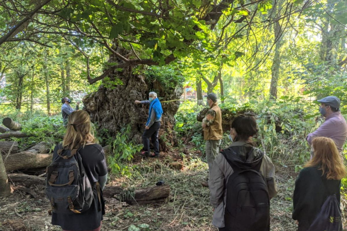 John McIntyre and Professor Rosengren demonstrate how to measure a tree's DBH (diameter at breast height) on a former state champion Willow tree to students of Professor Fry's Natural History course. Picture Credit: Maxwell Sheldon