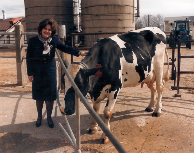 Louise Slaughter petting a cow on a dairy farm in the 1980s