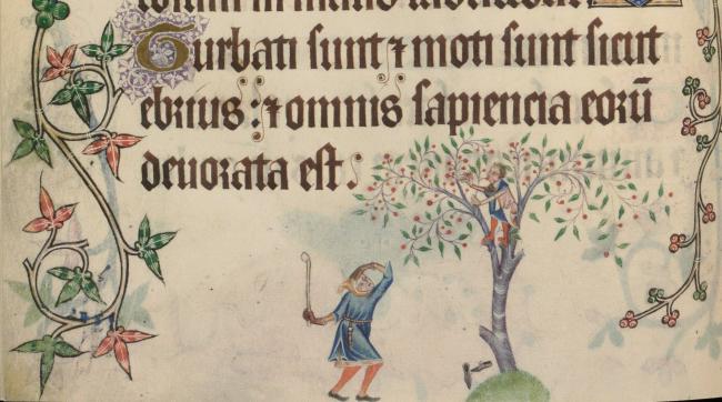 A teen from the Middle Ages stealing fruit (Psalter, c.1325-40)