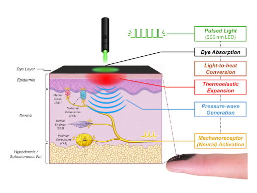 a diagram explaining how pulsed light is absorbed into the skin. 