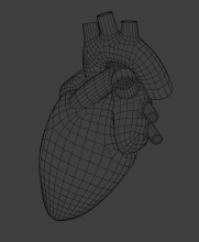 Standard Heart Model Mesh