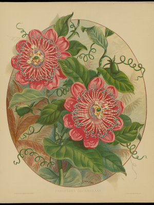 Illustration of two very large pink flowers