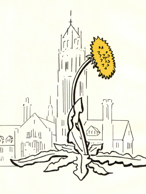 dandelion illustration